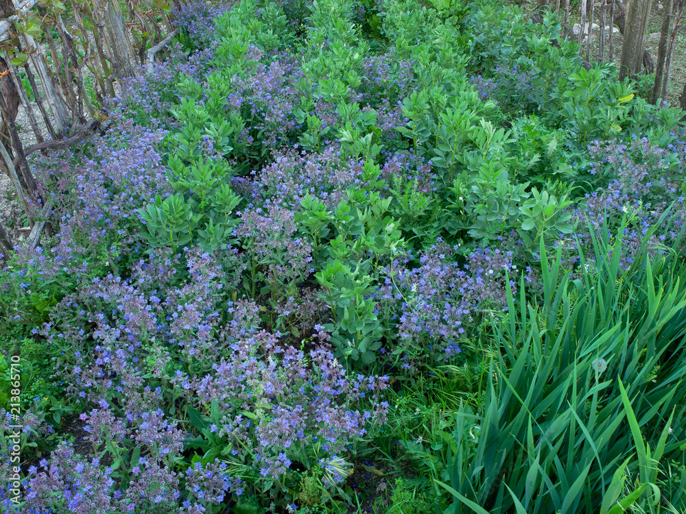 Fototapeta premium biodynamic vegetable garden with broad beans and borage plants