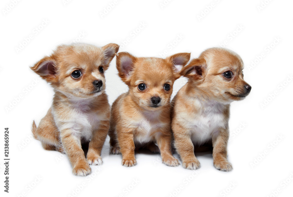 dogs on white background dogs on white background