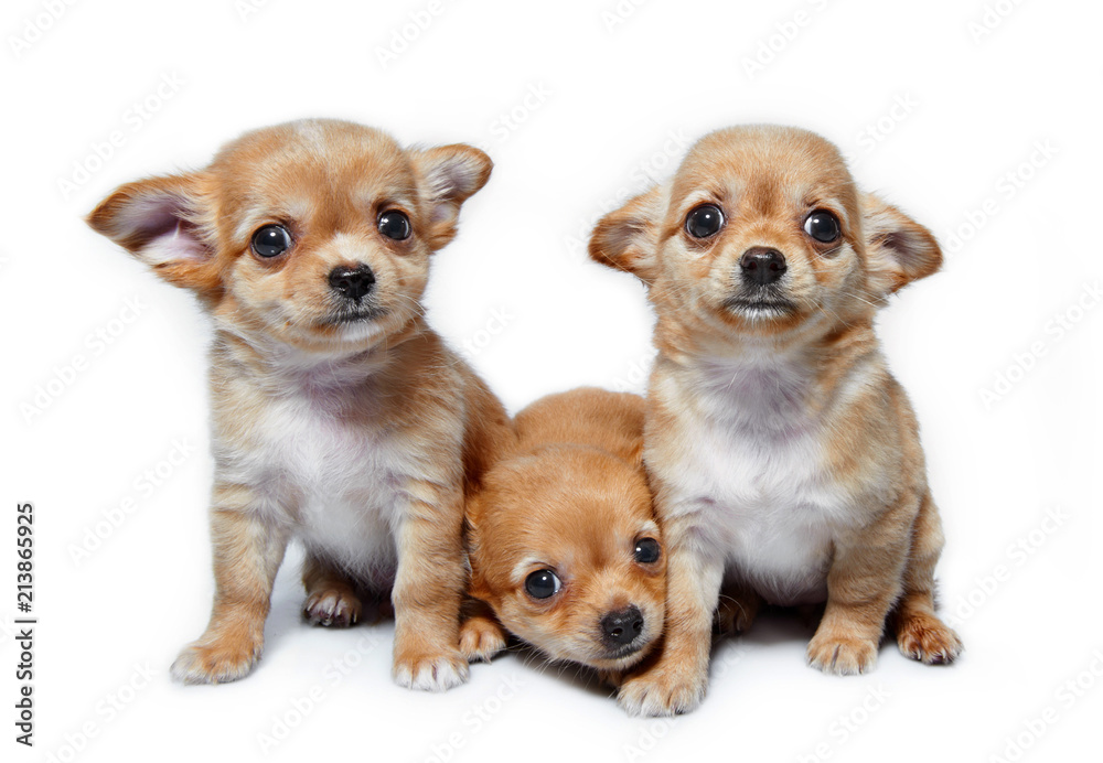 dogs on white background