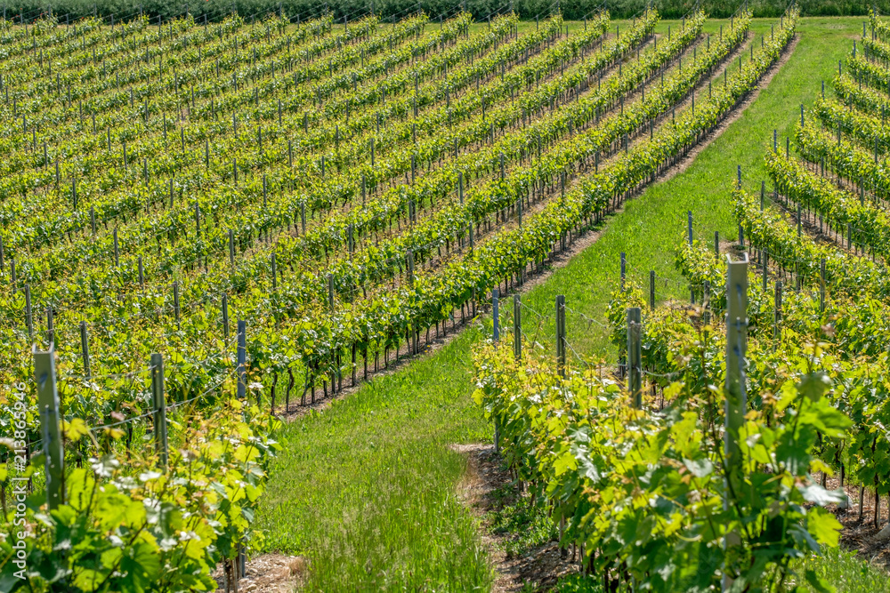 Swiss vineyard