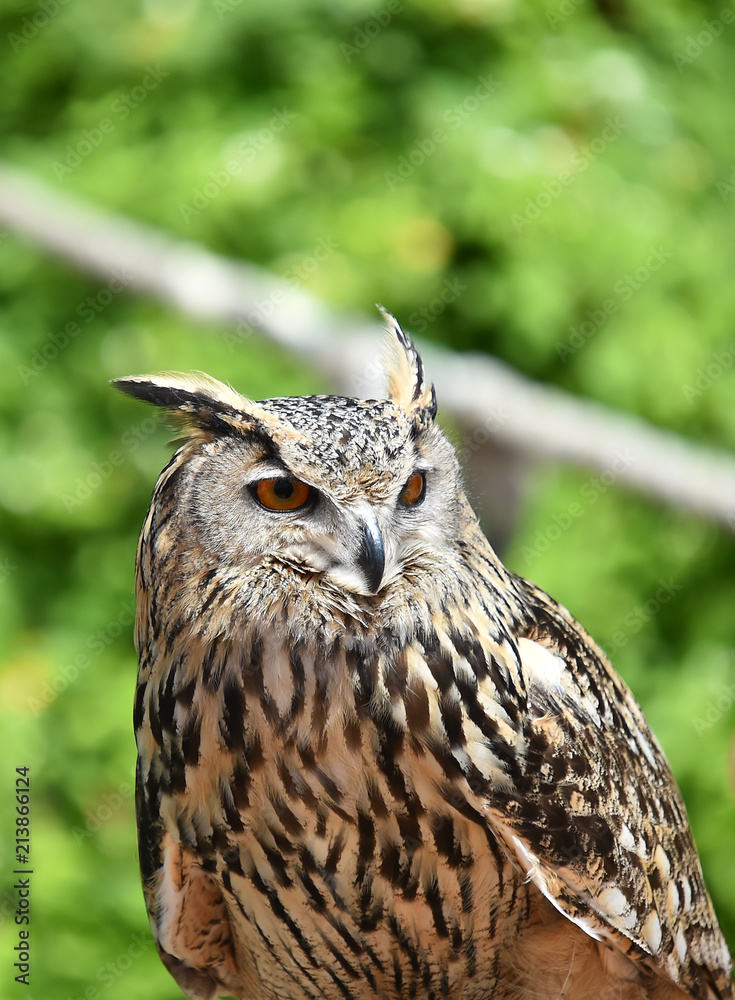 Fototapeta premium buho real