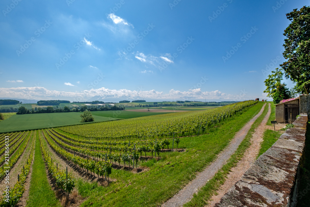 Swiss vineyards with a view on the alps