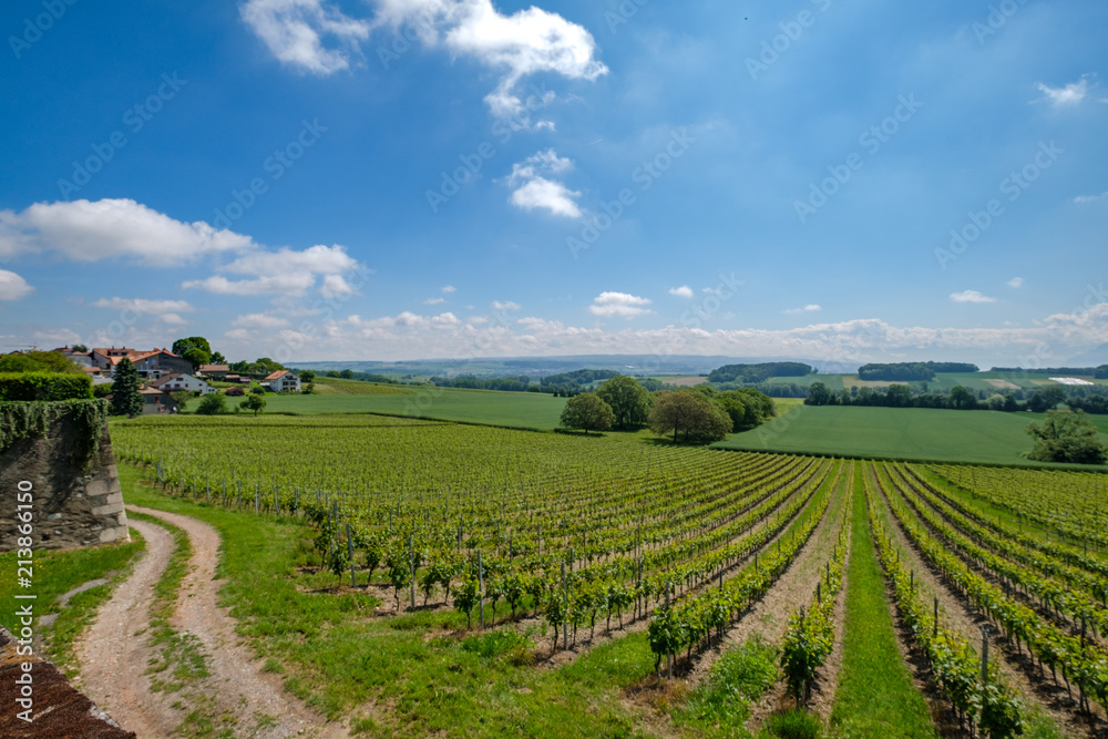 Swiss vineyards with a view on the alps