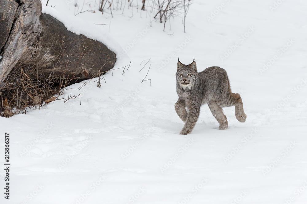 Fototapeta premium Canadian Lynx (Lynx canadensis) Walking