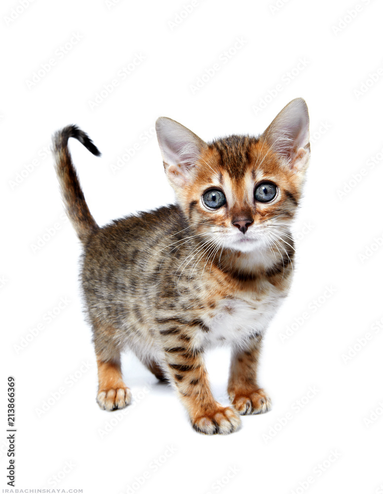 Fototapeta premium cat on white background