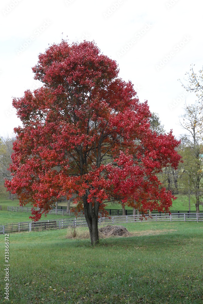 red maple 1 red maple 1
