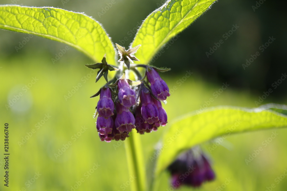 Beinwell, Beinwurz Pflanze, mit lila, violett farbener Blüte, und grünen  Blättern, auf der Wiese Stock Photo | Adobe Stock