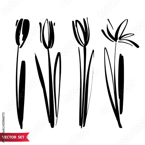 Vector set of ink drawing tulip flowers, monochrome artistic botanical illustration, isolated floral elements, hand drawn illustration.