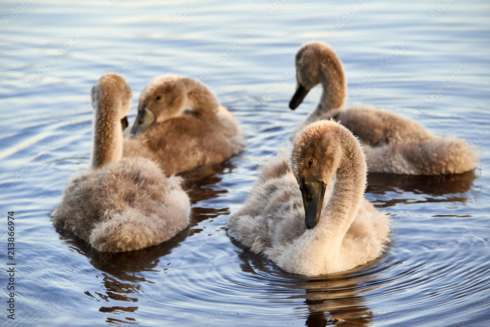 Swan chicks floating on the water at sunset Swan chicks floating on the water at sunset
