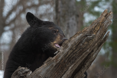 Black Bear (Ursus americanus) Chews at Log