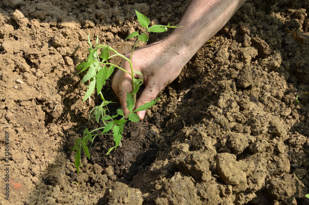 Planting organic tomato seedling in a backyard garden in spring Planting organic tomato seedling in a backyard garden in spring