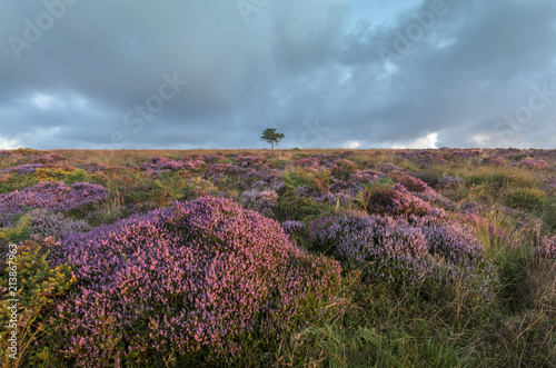 Late Summer on the Quantock Hills