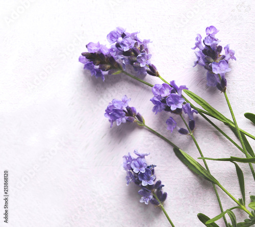 Fototapeta Naklejka Na Ścianę i Meble -  Fresh lavender flowers on pink background.
