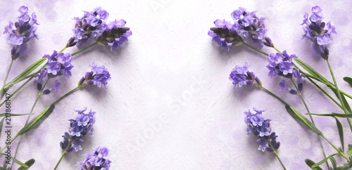 Fototapeta Naklejka Na Ścianę i Meble -  Fresh lavender flowers on pink background.