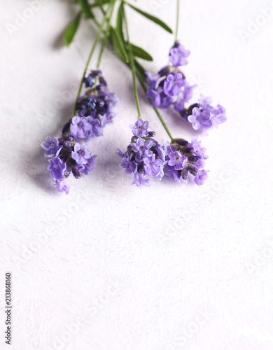 Fresh lavender flowers on pink background.