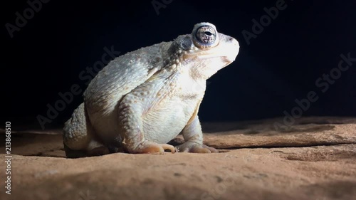 Canyon Tree Frog Hyla arenicolor photo