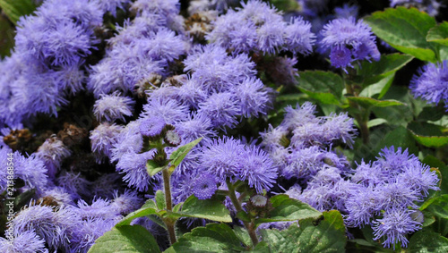 flowers ageratum blue