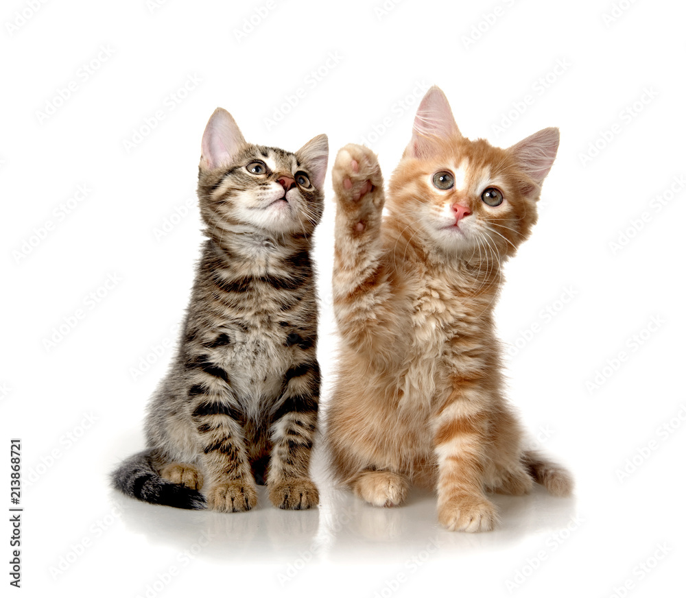 Fototapeta premium cat on white background