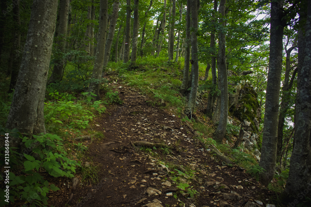soft focus lonely trail in deep forest nature mountain landscape in summer colorful day time soft focus lonely trail in deep forest nature mountain landscape in summer colorful day time