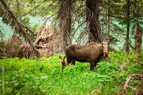 Mama Moose and her little munchkin calf | Glacier National Park