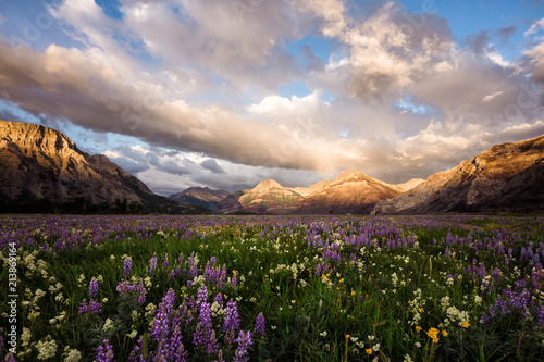 Wildflower Heaven | Waterton Glacier International Peace Park Canada