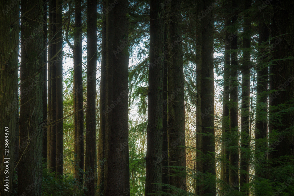 Idless woods cornwall england uk near Truro Idless woods cornwall england uk near Truro