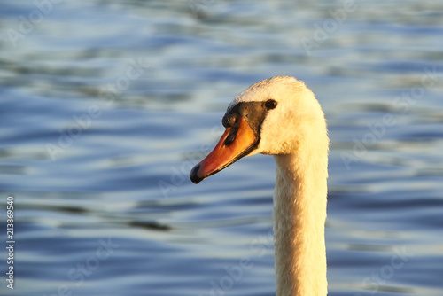 Close up portrait of white swan on the water lake with water surface background