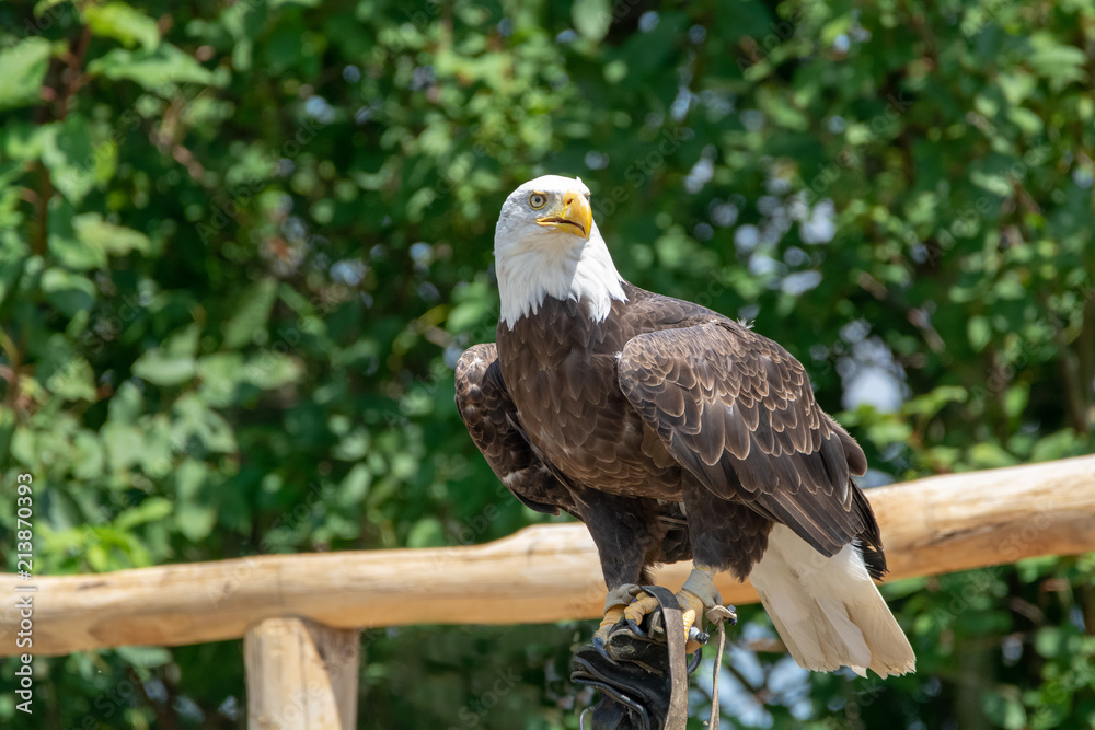 Fototapeta premium National animal of USA white-tailed big American bald eagle bird close up