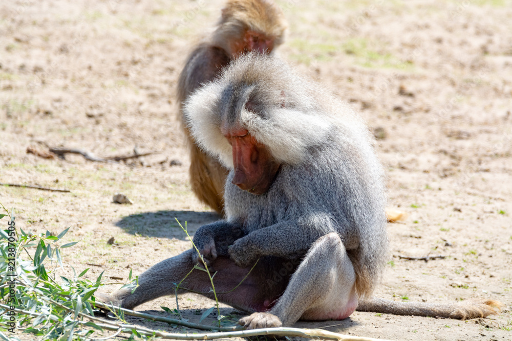Fototapeta premium Adult male hamadryas baboon monkey sitting and eating bamboo leaves