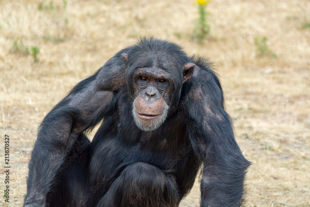 Black chimpanzees monkey leaving in safari park close up Black chimpanzees monkey leaving in safari park close up