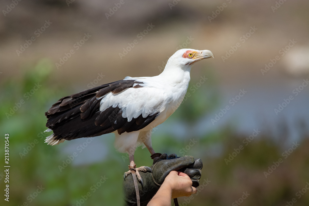 Palmnut Vulture, large white-black bird in safari park close up Palmnut Vulture, large white-black bird in safari park close up