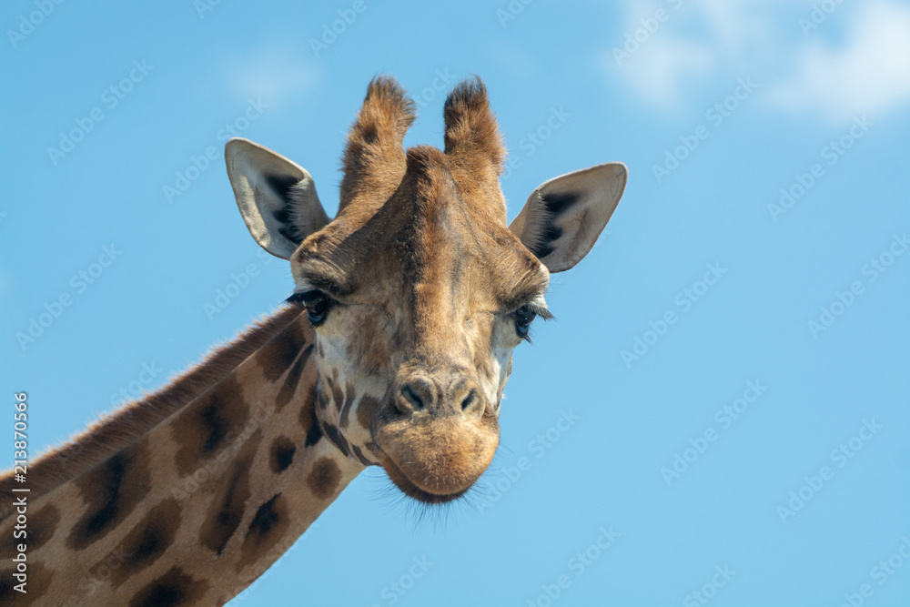 Portrait of funny looking giraffe animal only head and neck close up with blue sky background copy space