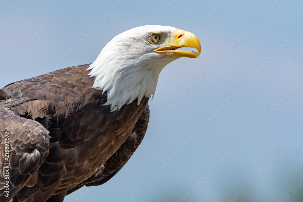 National animal of USA white-tailed big American bald eagle bird close up copy space National animal of USA white-tailed big American bald eagle bird close up copy space