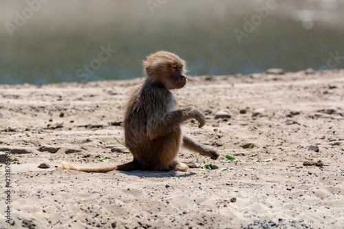 Young child olive baboon monkey sitting and eating bamboo leaves