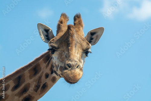 Portrait of funny looking giraffe animal only head and neck close up with blue sky background copy space