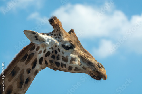 Portrait of funny looking giraffe animal only head and neck close up with blue sky background