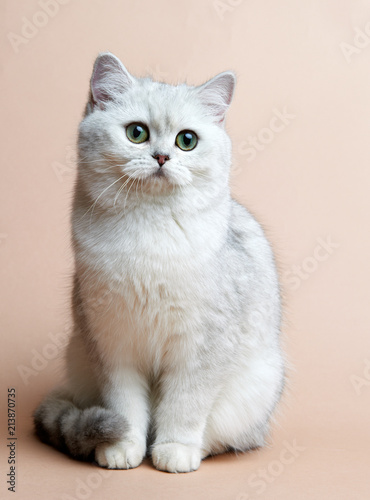 Cat of the British breed. Rare coloring - a silvery chinchilla