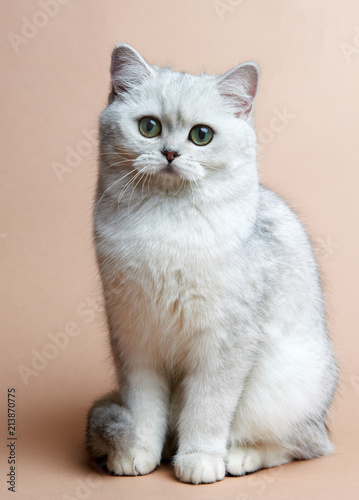 Cat of the British breed. Rare coloring - a silvery chinchilla
