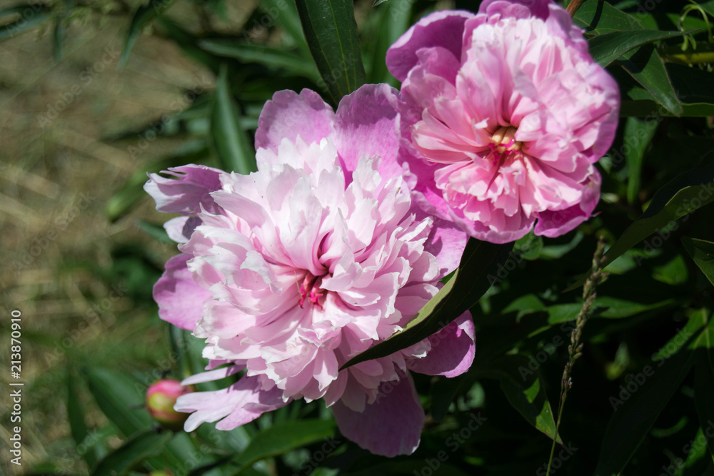 Fototapeta premium beautiful pink peonies