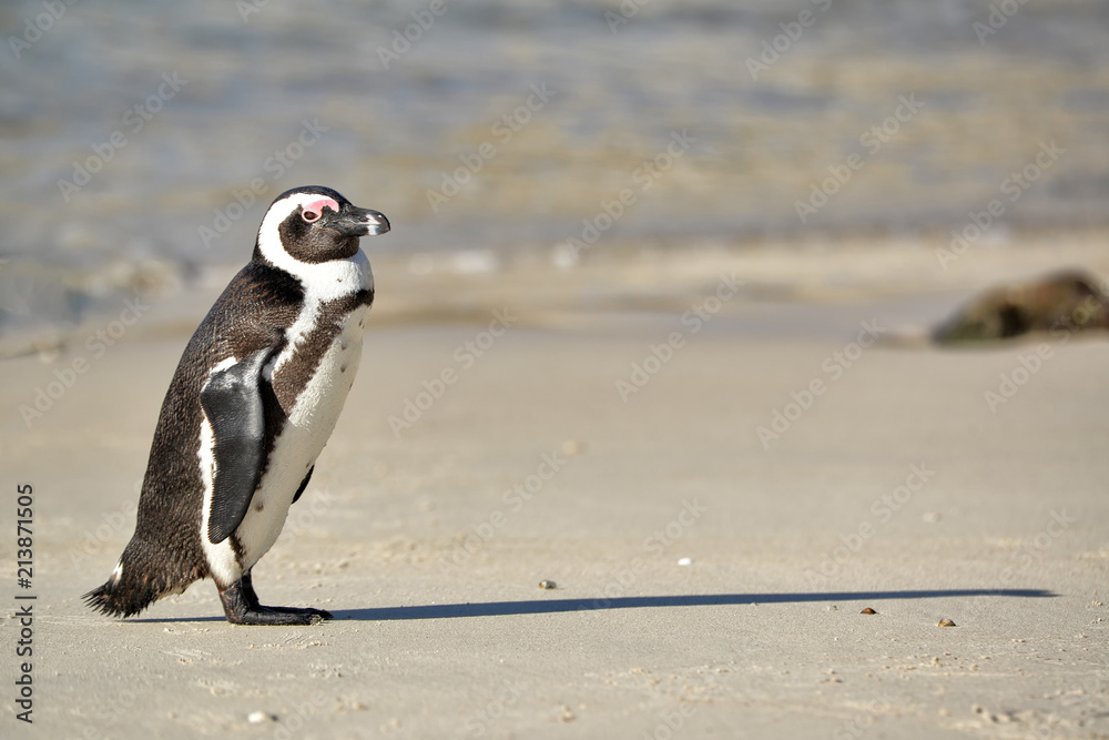Fototapeta premium African penguin walking on Boulders Beach near Cape Town, South Africa