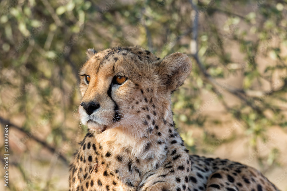 Cheetah resting under a tree in Okonjima Nature Reserve, Namibia. Cheetah resting under a tree in Okonjima Nature Reserve, Namibia.