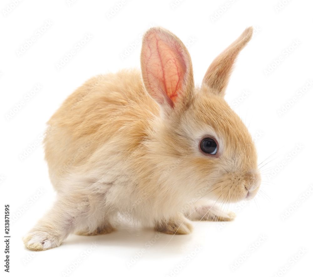 Obraz premium One red rabbit.