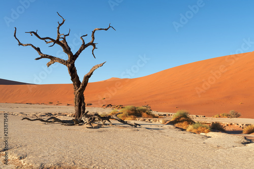 Red sand dunes and scorched dead trees, Deadvlei, Sossusvlei, Namibia