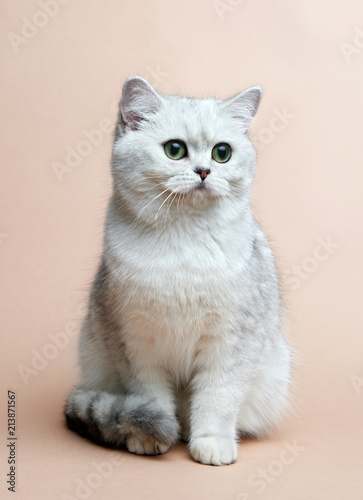 Cat of the British breed. Rare coloring - a silvery chinchilla