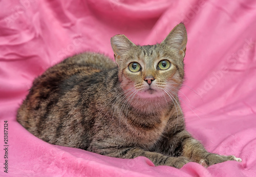 striped cat with a clipped ear