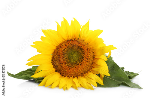 Beautiful sunflower with leaves on white background