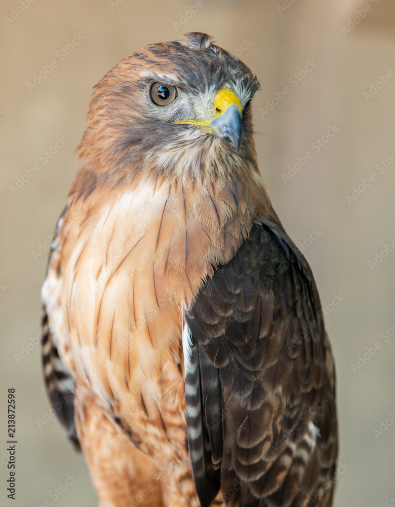 Red Tail Hawk Red Tail Hawk