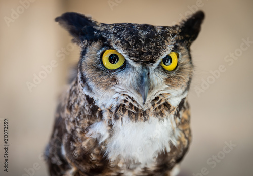 Owl © davidgreitzer