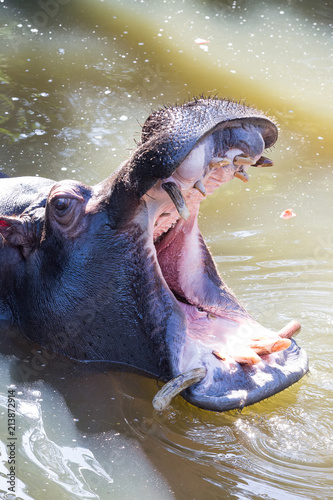 hippopotamus © Dtons