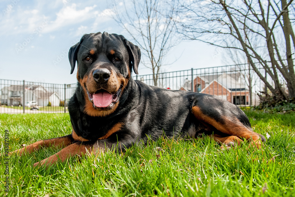Family Rottweiler dog in backyard Family Rottweiler dog in backyard